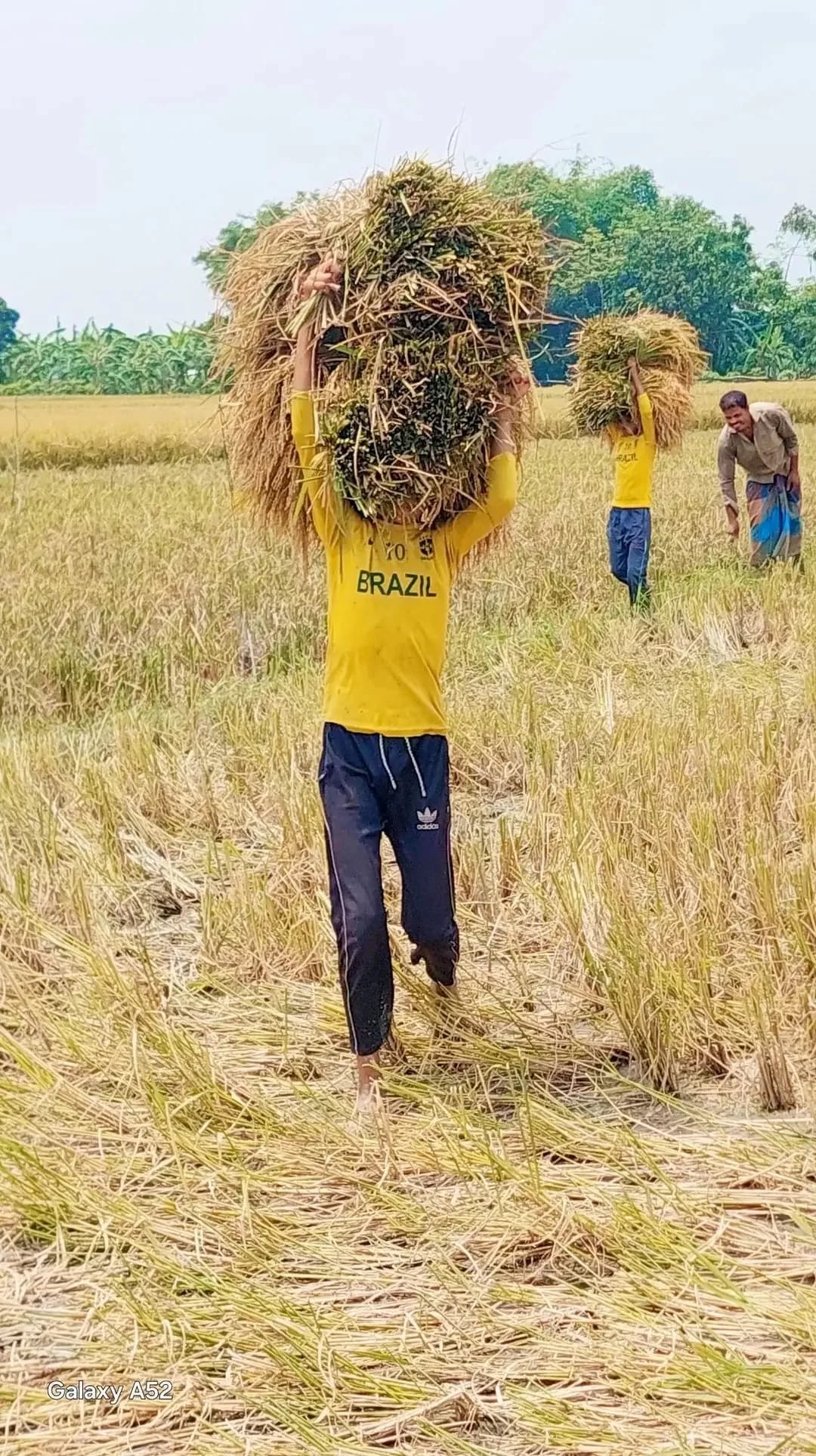 ধান কাটার শ্রমিক সংকটে শিক্ষার্থীদের মাঠে কাজ