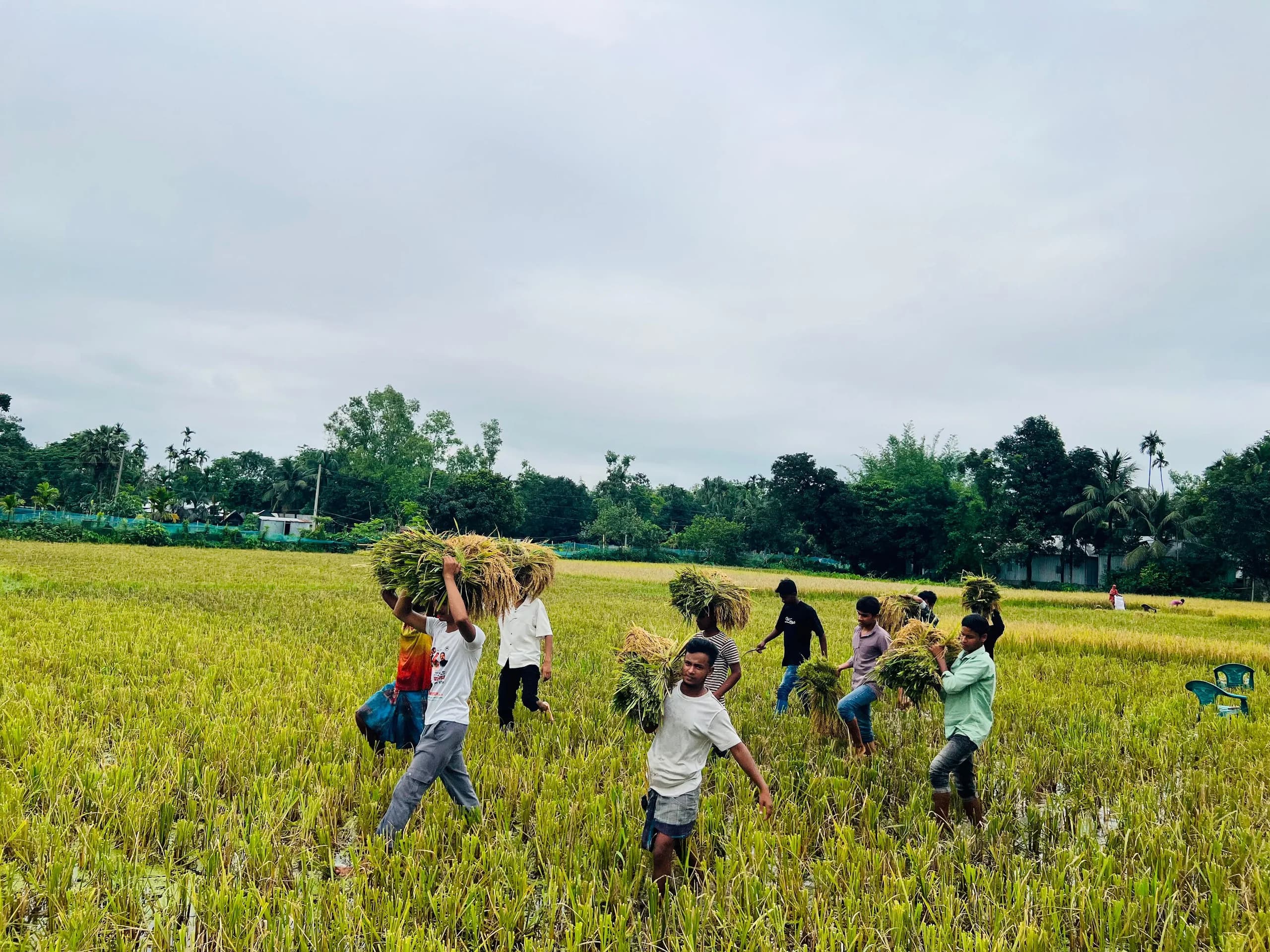 Banned Chhatra League Members Harvest Farmer’s Paddy in Phulpur