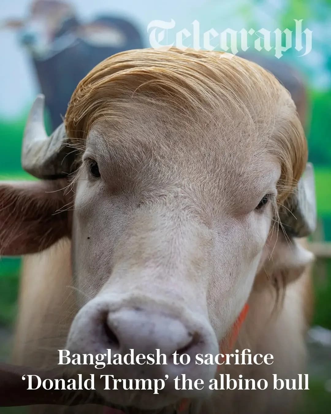 Albino Buffalo Nicknamed ‘Donald Trump’ Goes Viral Near Dhaka